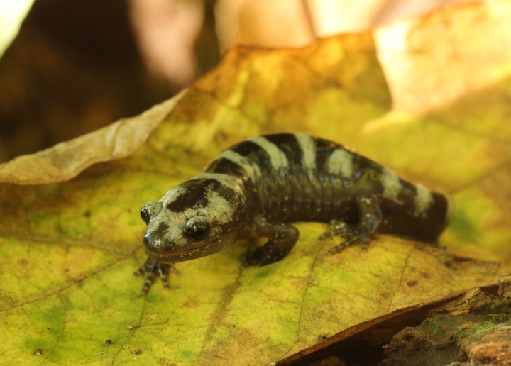 Marbled Salamander